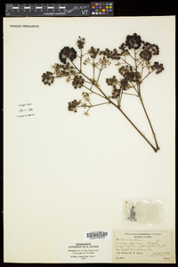 Aralia spinosa image