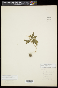 Panax trifolius image