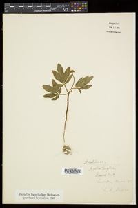 Panax trifolius image