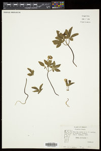 Panax trifolius image