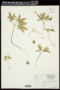 Panax trifolius image