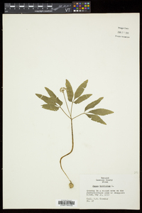 Panax trifolius image