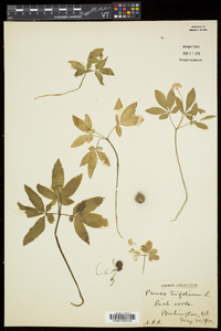 Panax trifolius image