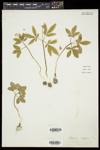 Panax trifolius image