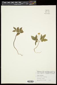 Panax trifolius image