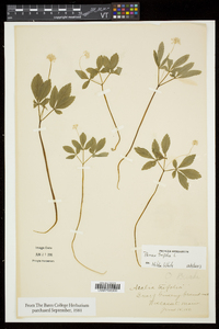 Panax trifolius image