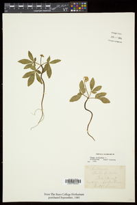 Panax trifolius image