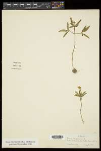 Panax trifolius image