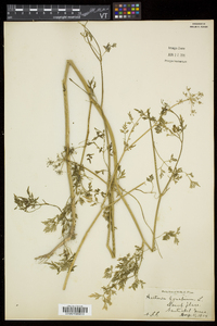 Aethusa cynapium image