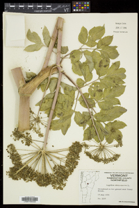 Angelica atropurpurea image