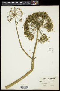 Angelica atropurpurea image