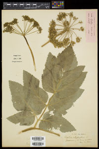 Angelica atropurpurea image