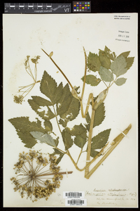 Angelica atropurpurea image