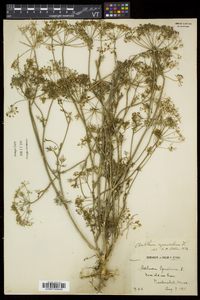 Anethum graveolens image