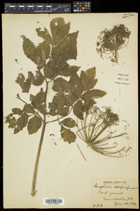 Angelica atropurpurea image