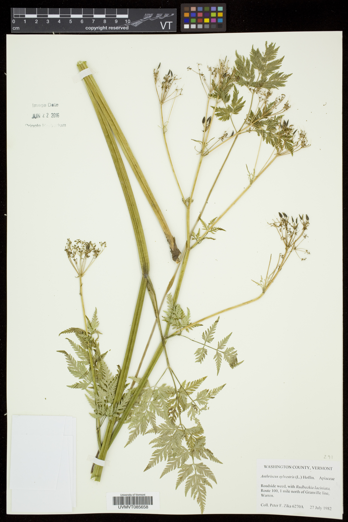Anthriscus sylvestris image