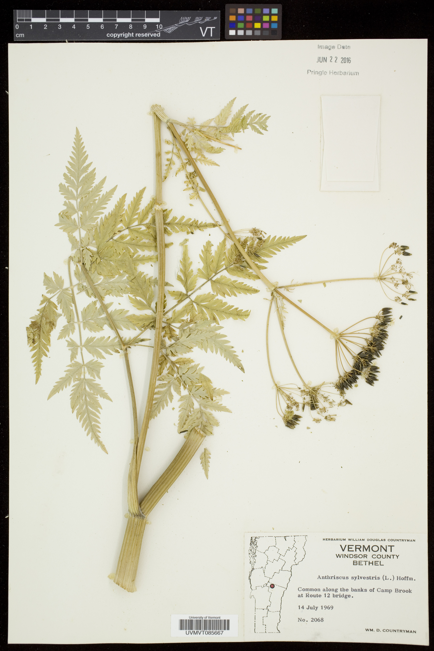 Anthriscus sylvestris image