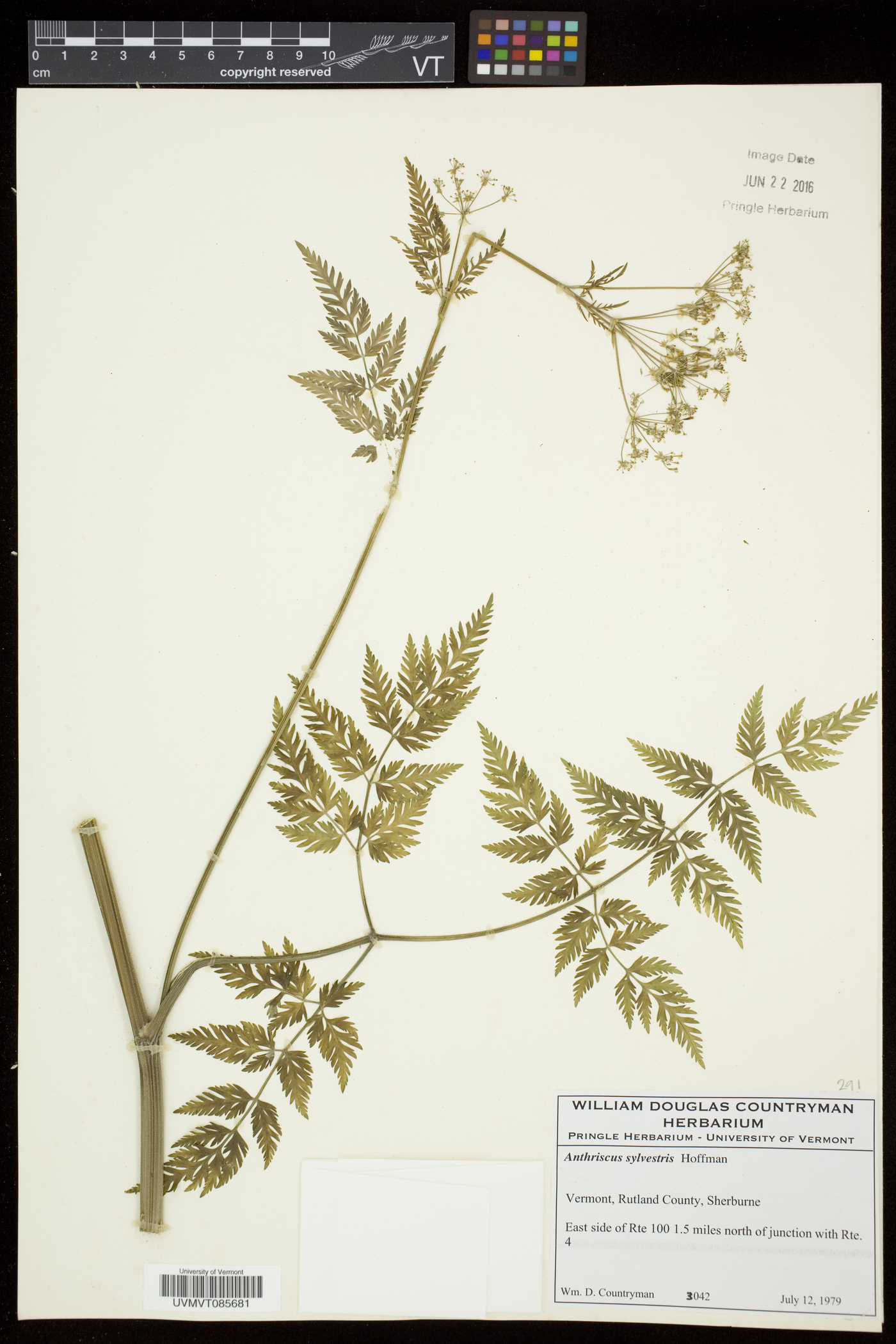 Anthriscus sylvestris image