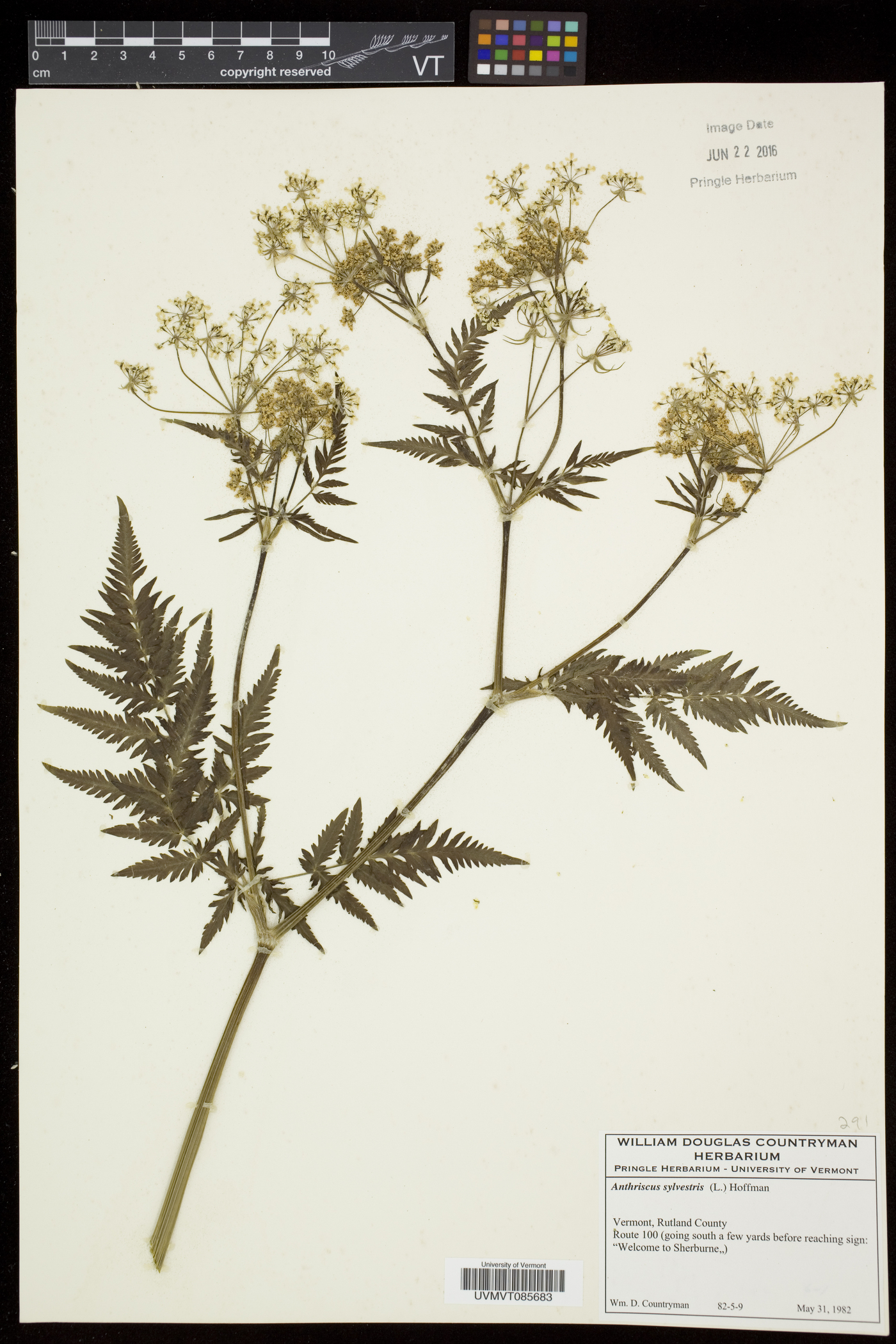 Anthriscus sylvestris image