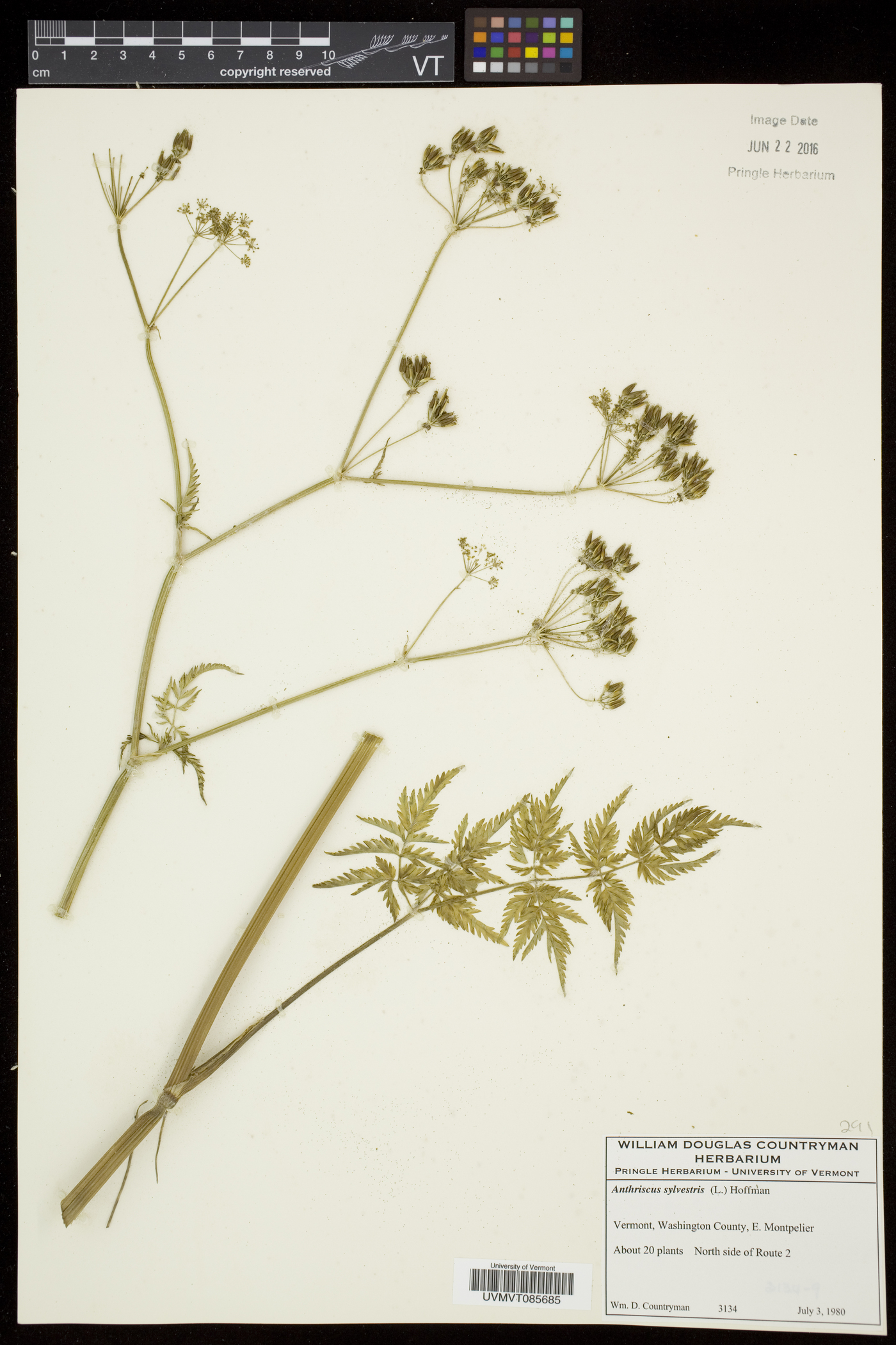 Anthriscus sylvestris image