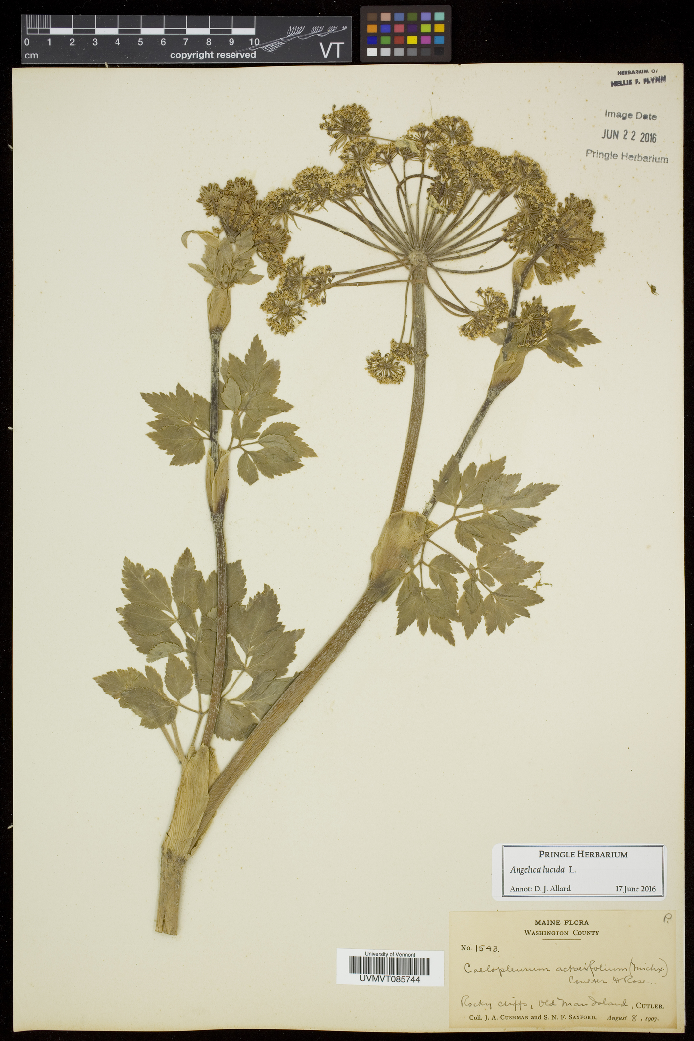 Angelica lucida image