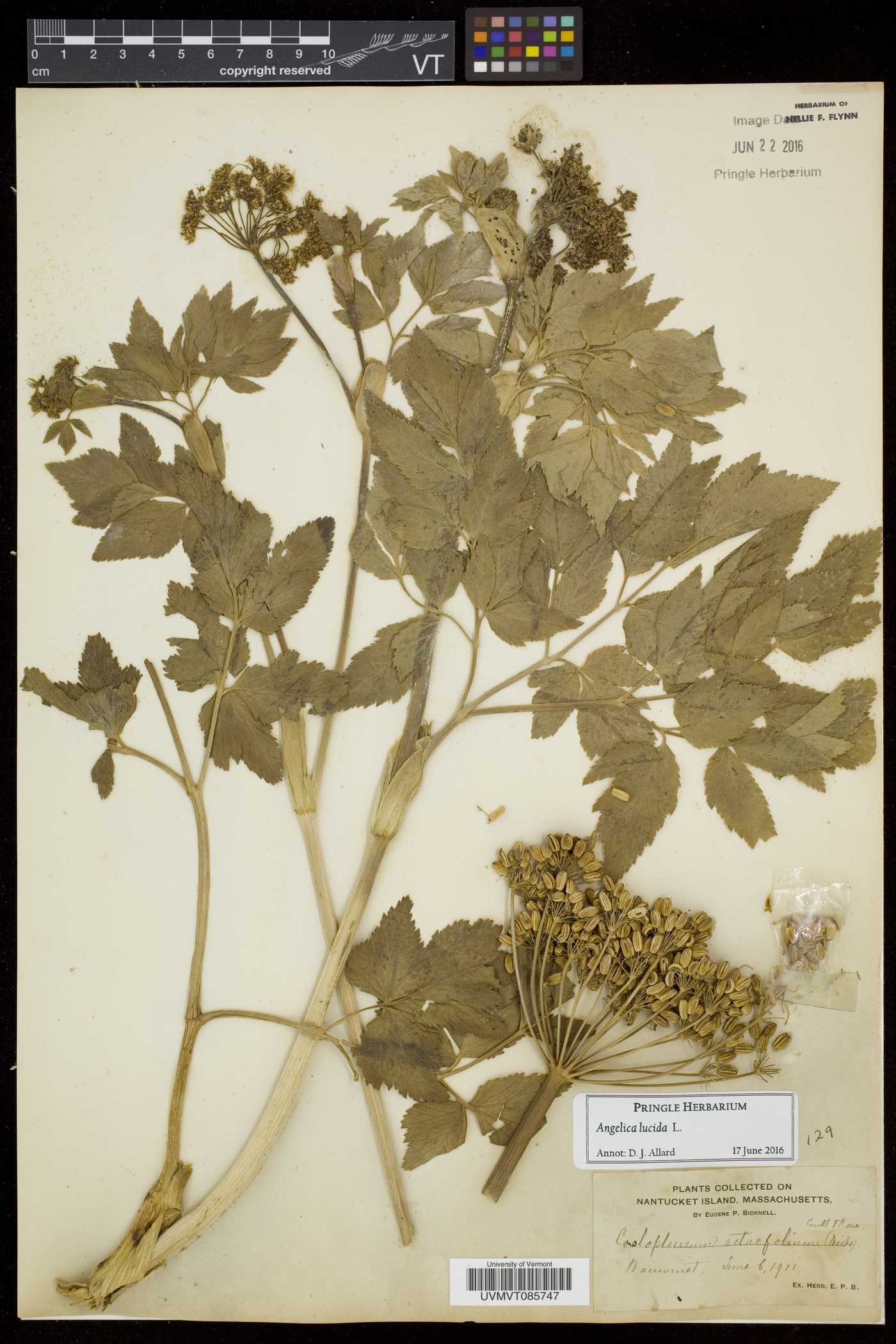 Angelica lucida image