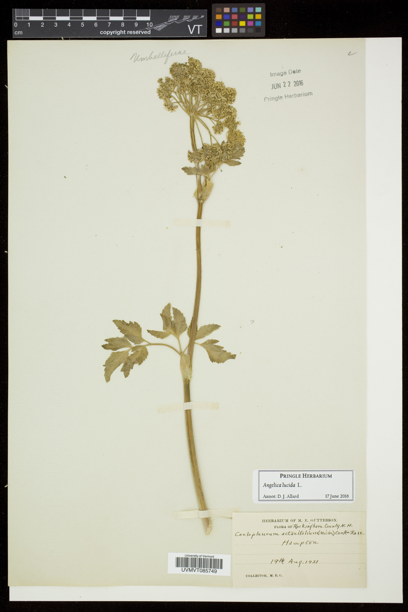 Angelica lucida image