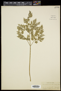 Conioselinum chinense image