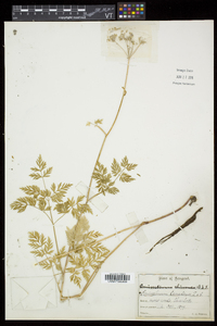 Conioselinum chinense image