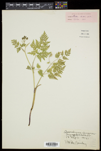 Conioselinum chinense image