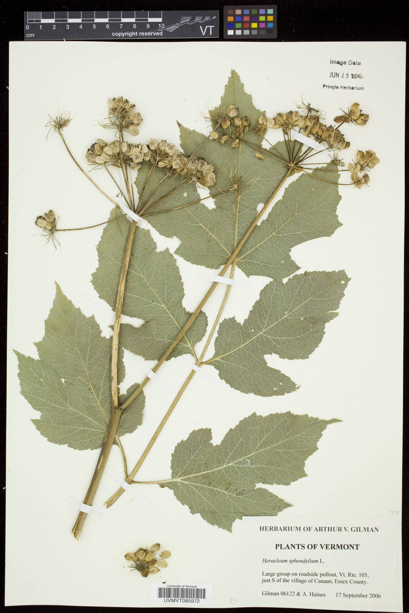 Heracleum sphondylium image