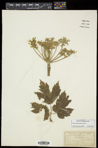 Heracleum maximum image