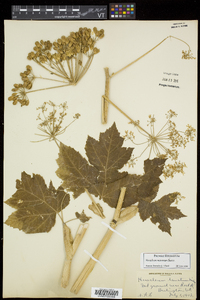 Heracleum maximum image