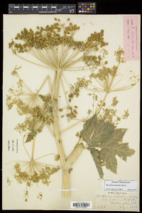 Heracleum maximum image