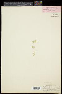 Hydrocotyle americana image