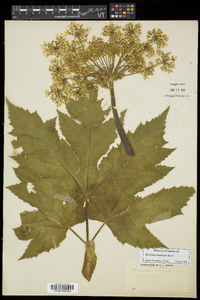 Heracleum maximum image