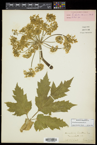 Heracleum maximum image