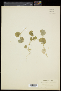 Hydrocotyle americana image