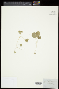 Hydrocotyle americana image