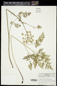 Peucedanum palustre image