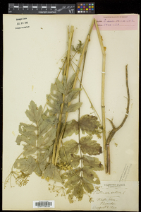 Pastinaca sativa image