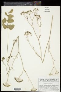 Pimpinella saxifraga subsp. saxifraga image