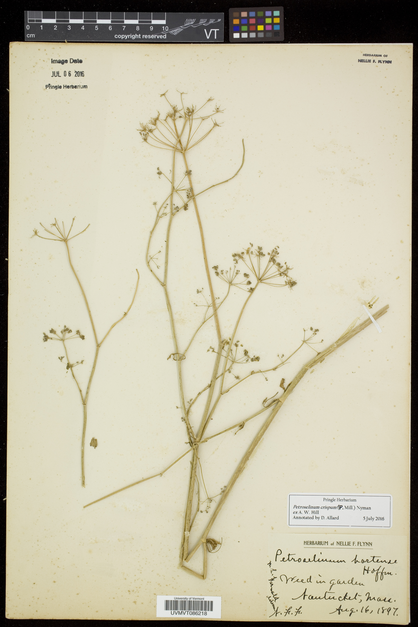 Petroselinum crispum image