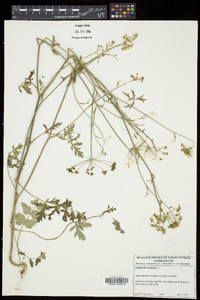 Pimpinella saxifraga image