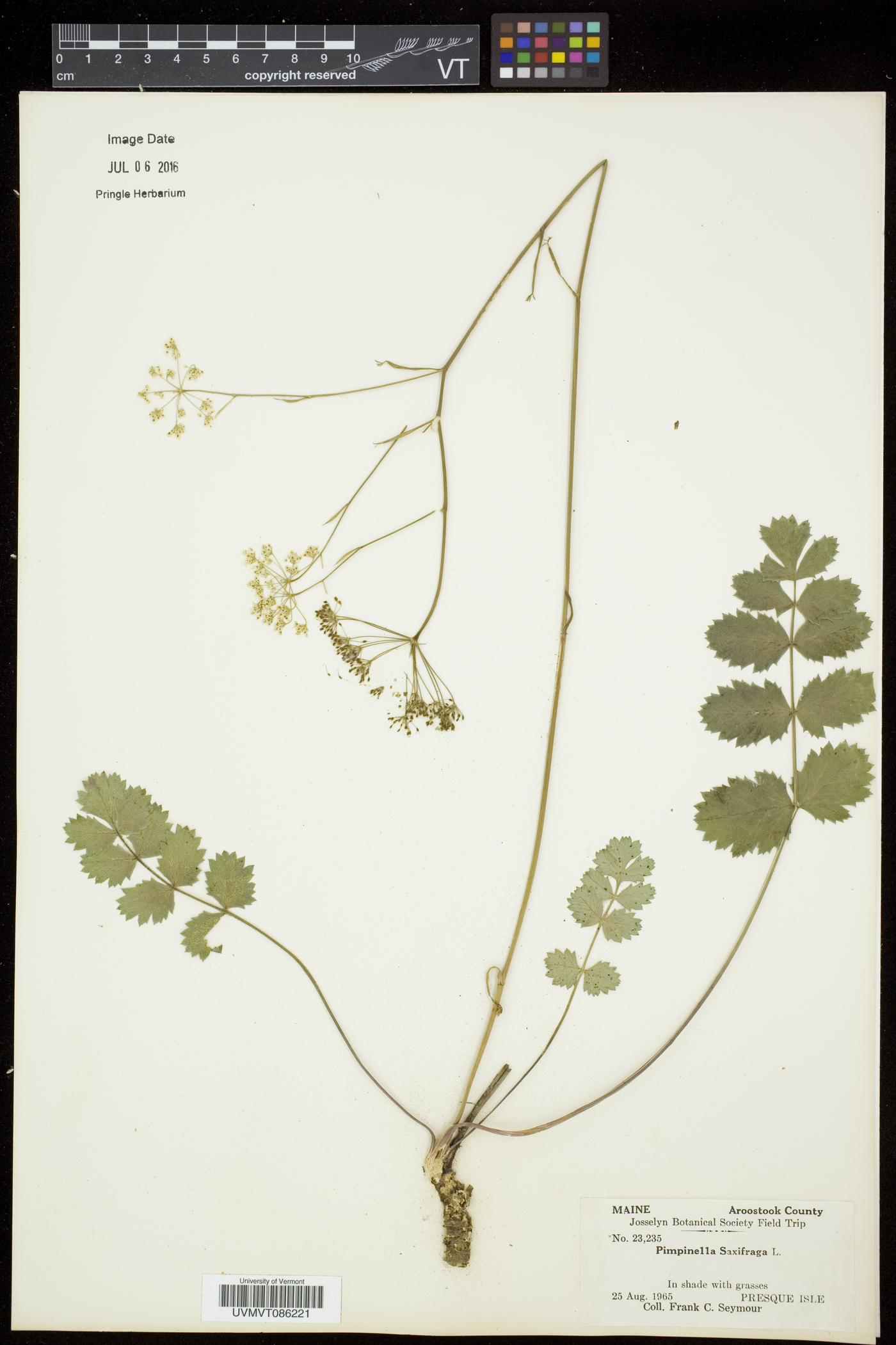 Pimpinella saxifraga subsp. saxifraga image