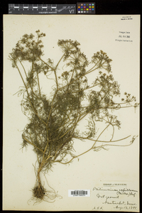 Ptilimnium capillaceum image