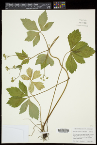 Sanicula trifoliata image