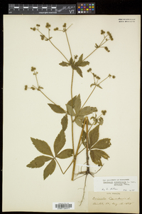 Sanicula canadensis var. grandis image