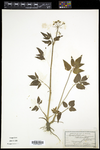 Thaspium trifoliatum image