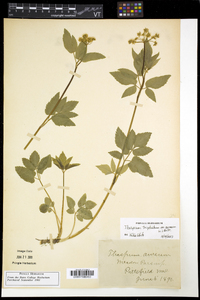 Thaspium trifoliatum image